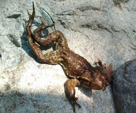 フライ名人とイワナの谷へ